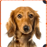 dog-ouput